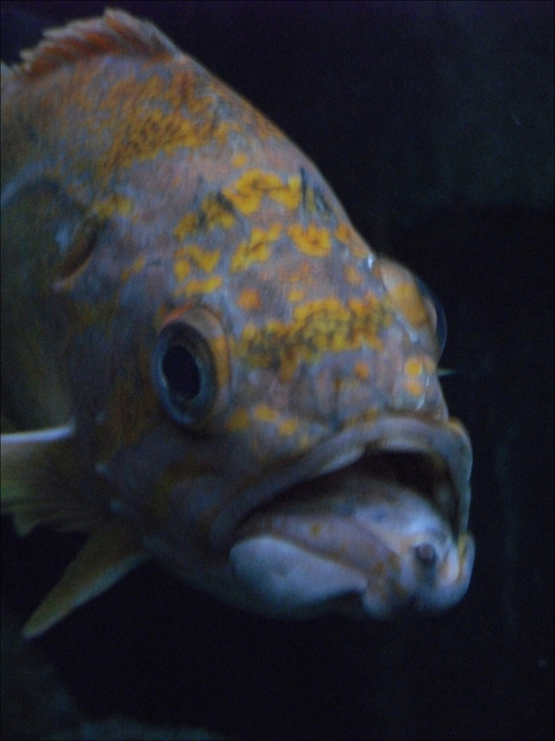 Newport, OR- Oregon Coast Aquarium